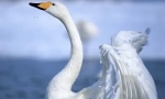 Swan-shipun